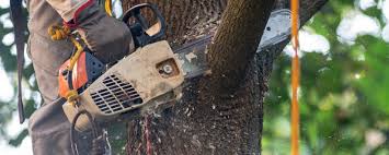 Best Commercial Tree Services  in Las Lomas, TX