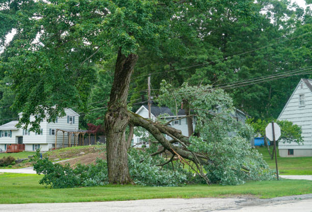 Professional Tree Removal in Las Lomas, TX