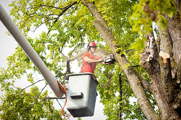 Best Tree Trimming and Pruning  in Las Lomas, TX