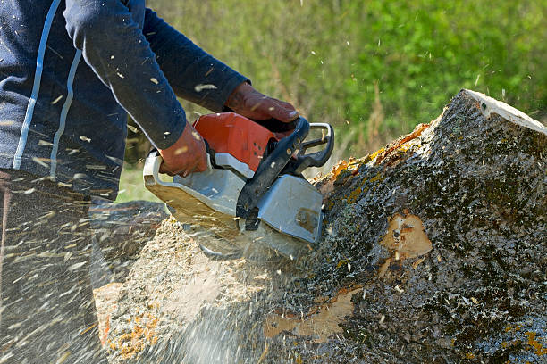 Best Palm Tree Trimming  in Las Lomas, TX